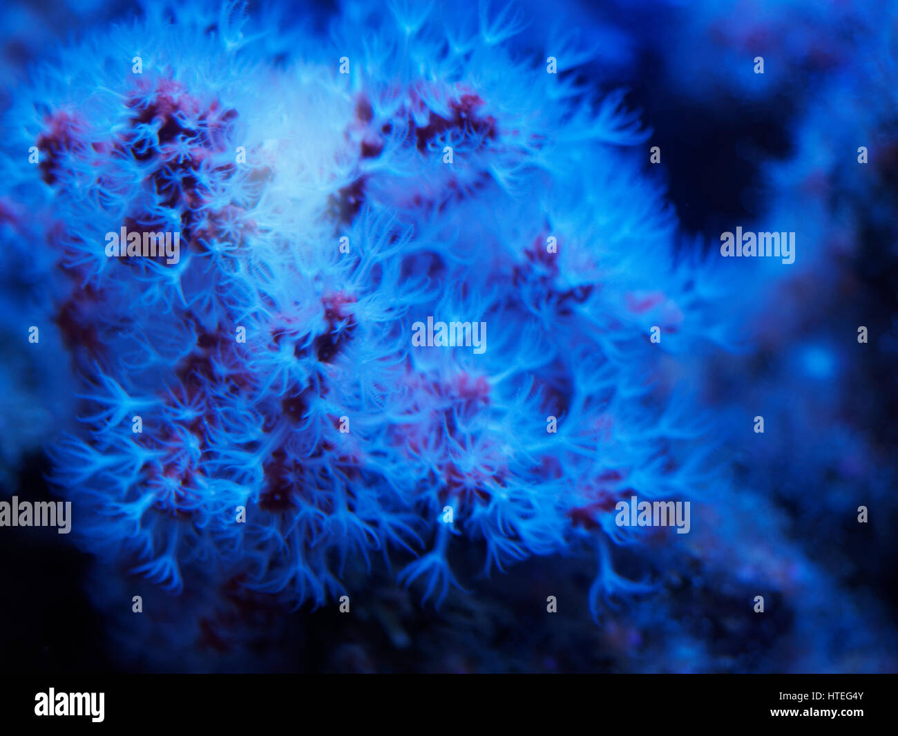 Red coral precious hires stock photography and images Alamy