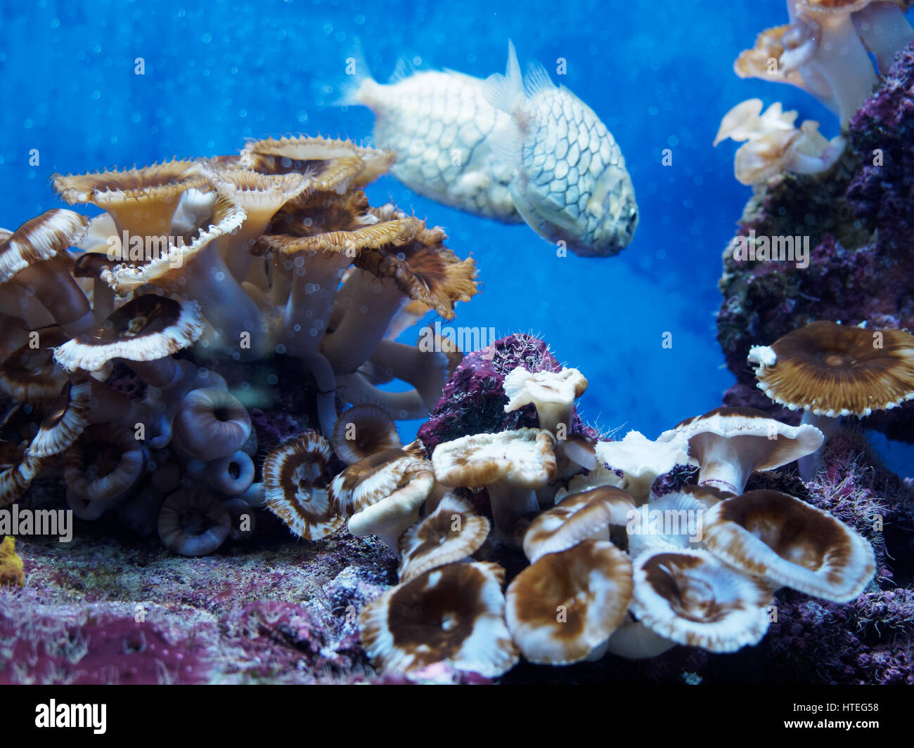 Australian Pineapplefish Cleidopus gloriamaris in Monaco aquarium Stock Photo