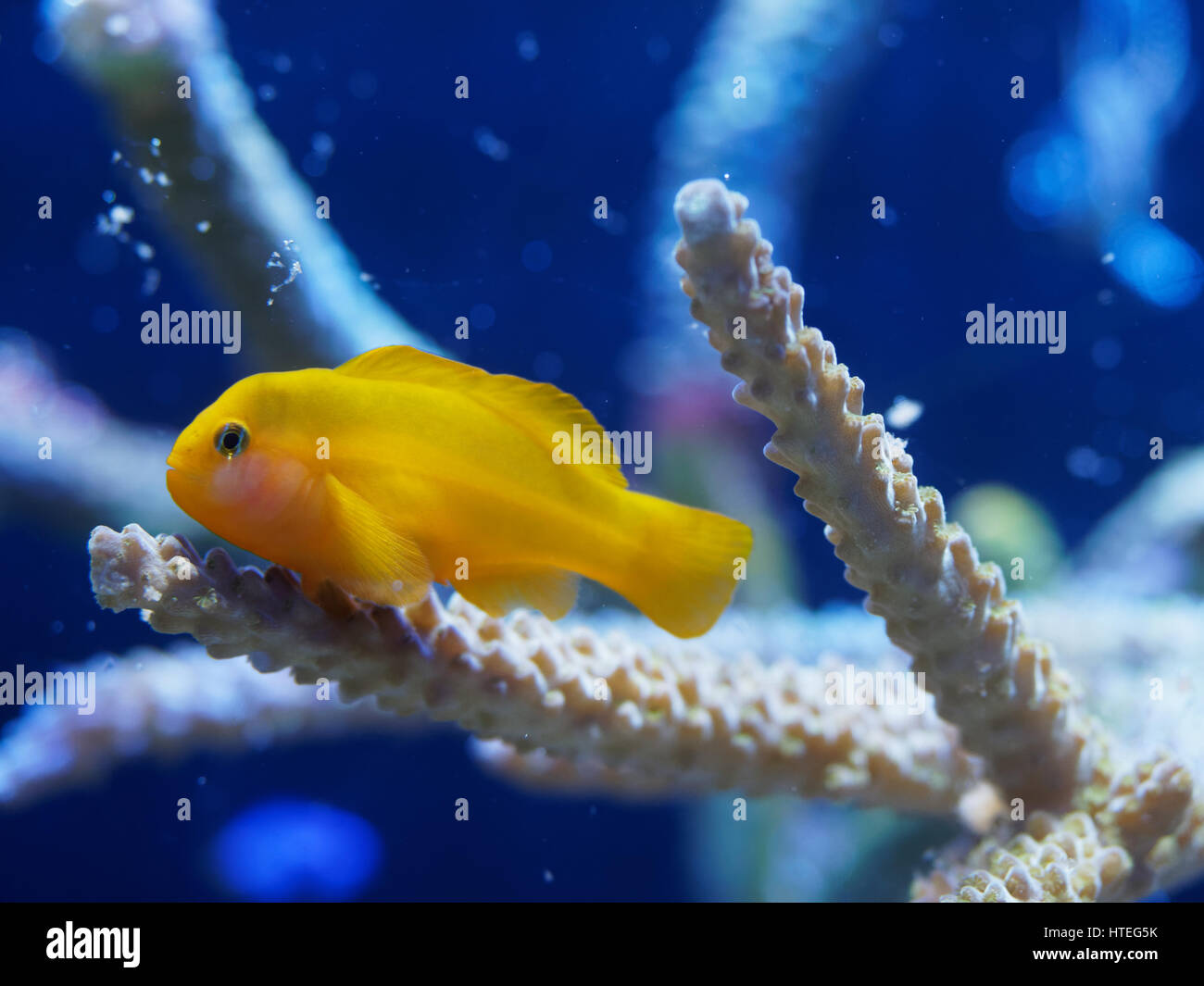 Close-up of a yellow clown goby (Gobiodon okinawae) in an aquarium Stock Photo
