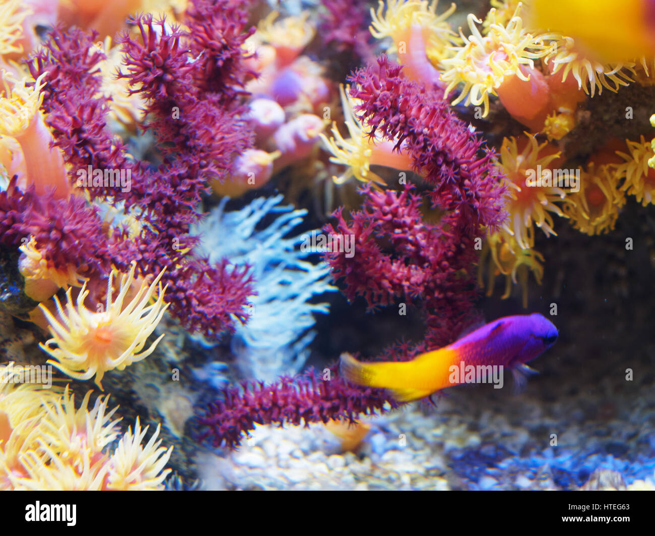 Royal Dottyback, pseudochromis paccagnellae Stock Photo