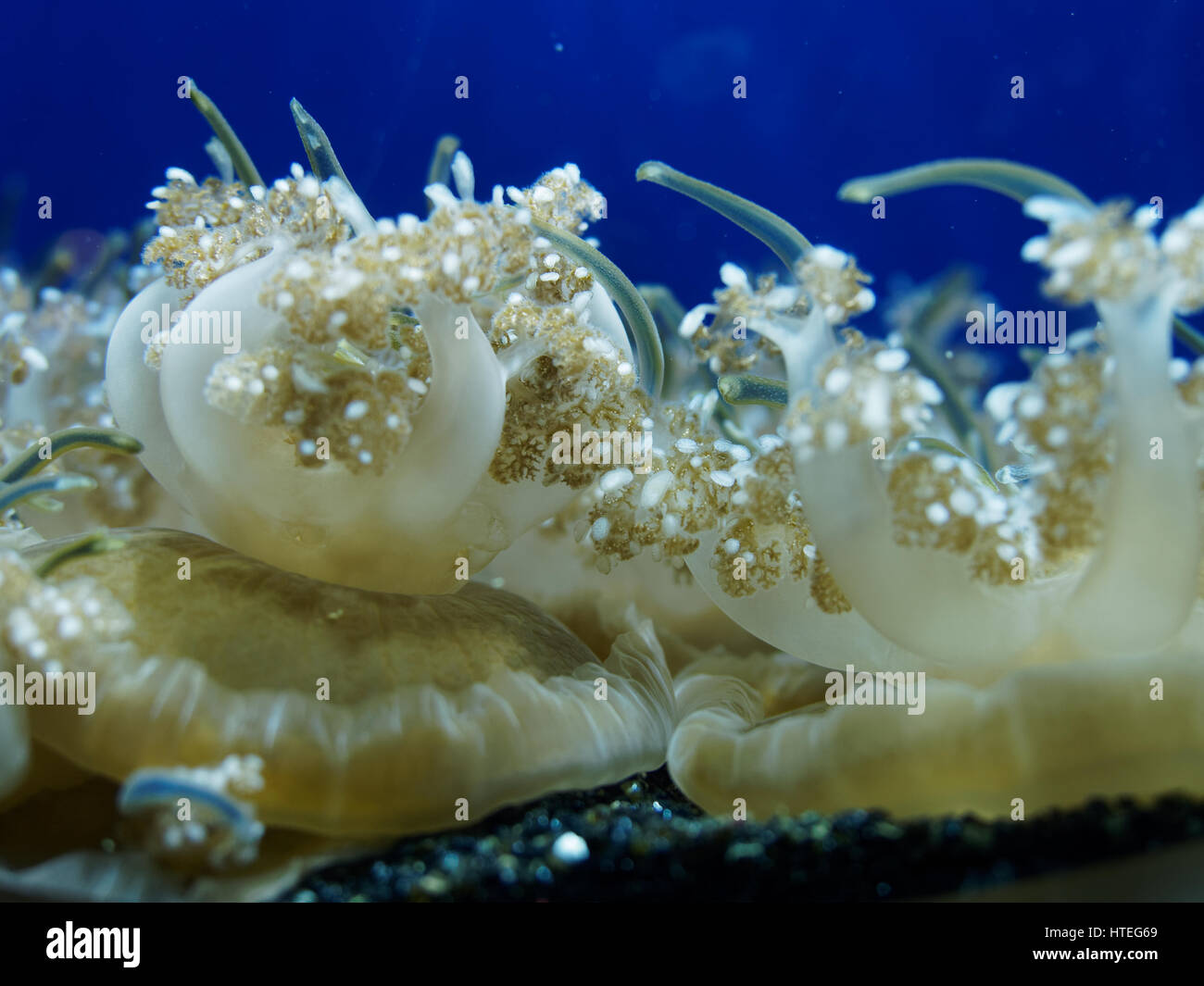Jellyfish Cassiopeia andromedra Stock Photo