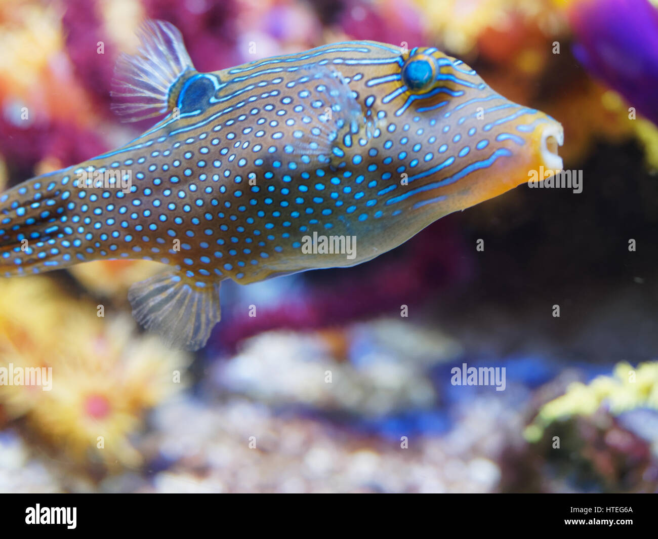 Scrawled filefish, Aluterus scriptus Stock Photo