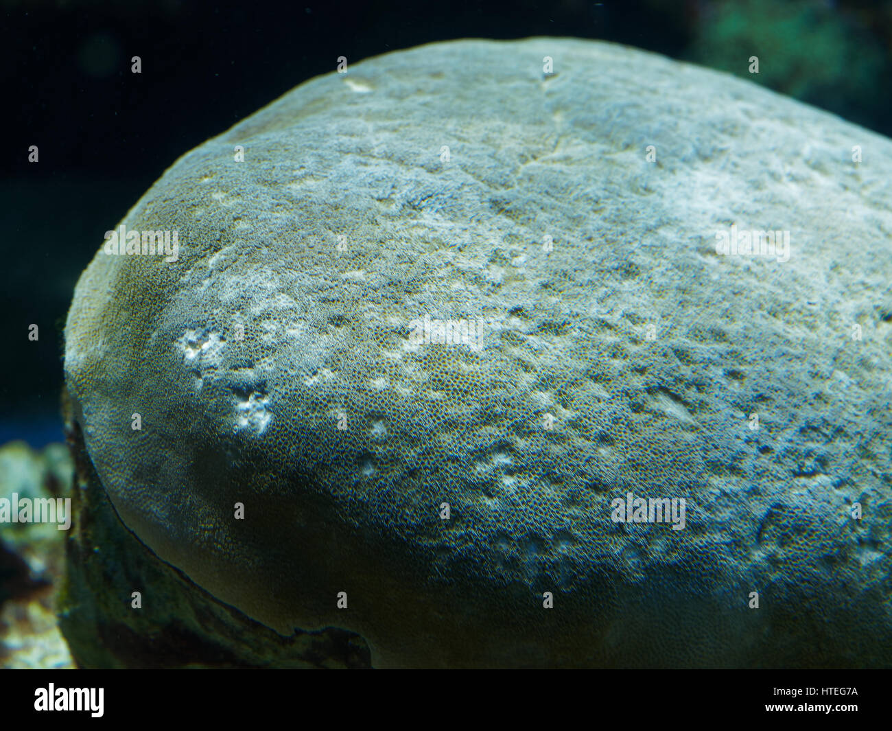 Rock covered with encrusting zoanthid Palythoa caribaeorum Stock Photo