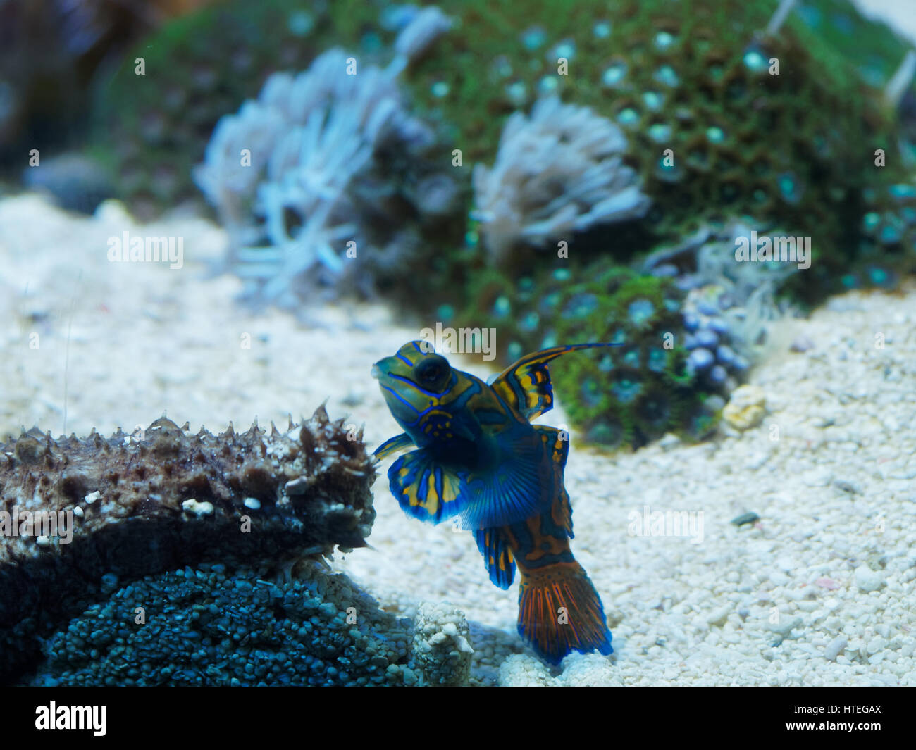Mandarinfish or Mandarin Dragonet (Synchiropus splendidus) Stock Photo