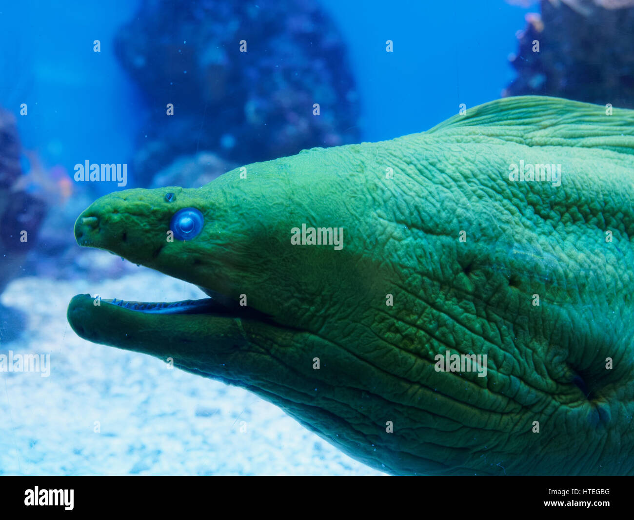 Moray eel eyes hires stock photography and images Alamy