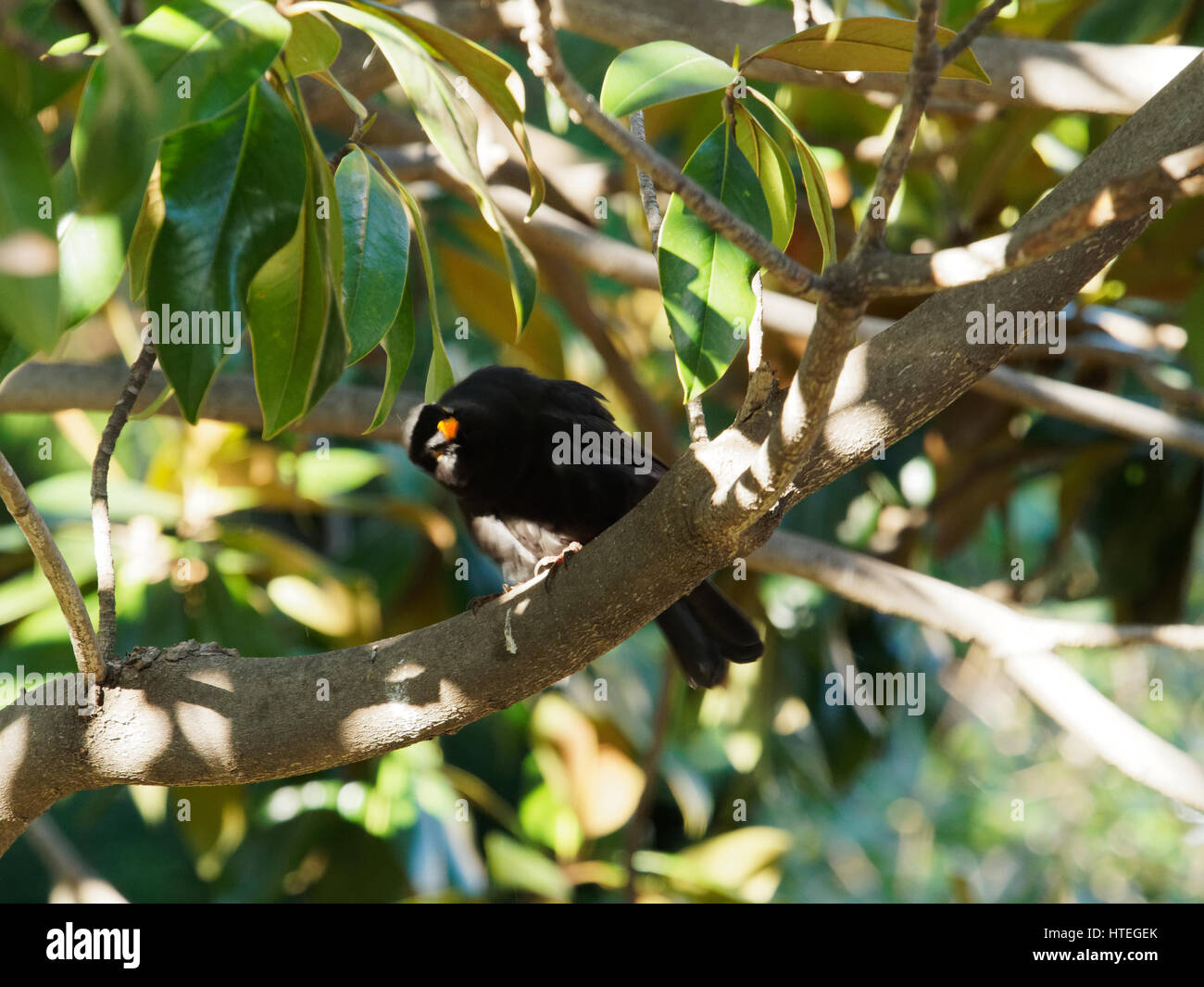 Blackbird (Turdus merula), France Stock Photo
