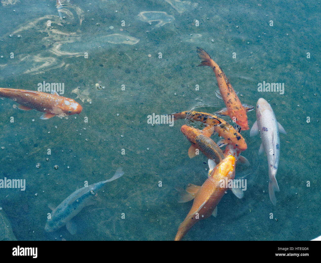 Fishes, monaco, montecarlo, french riviera, japanese garden Stock Photo
