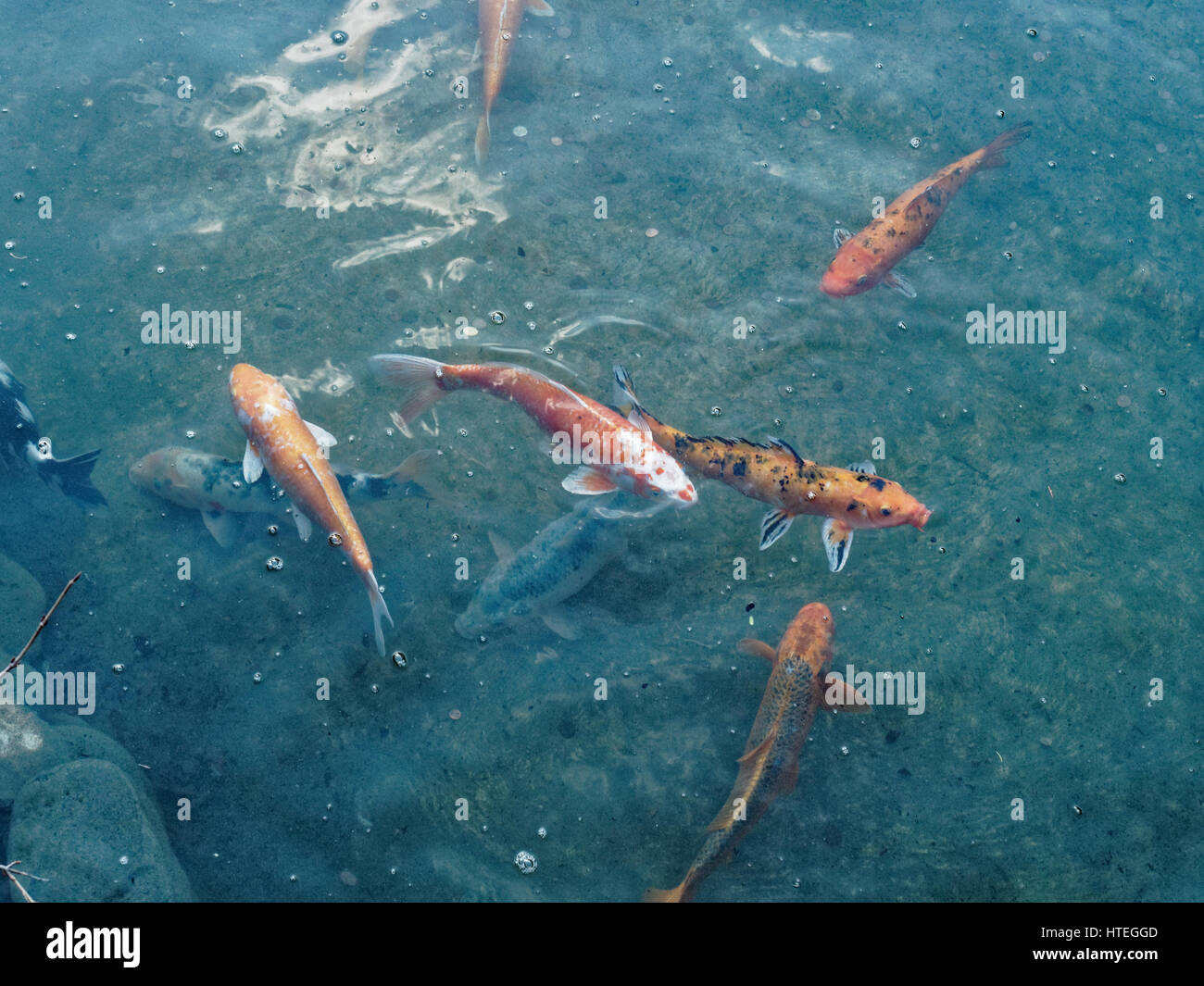 Fishes, monaco, montecarlo, french riviera, japanese garden Stock Photo