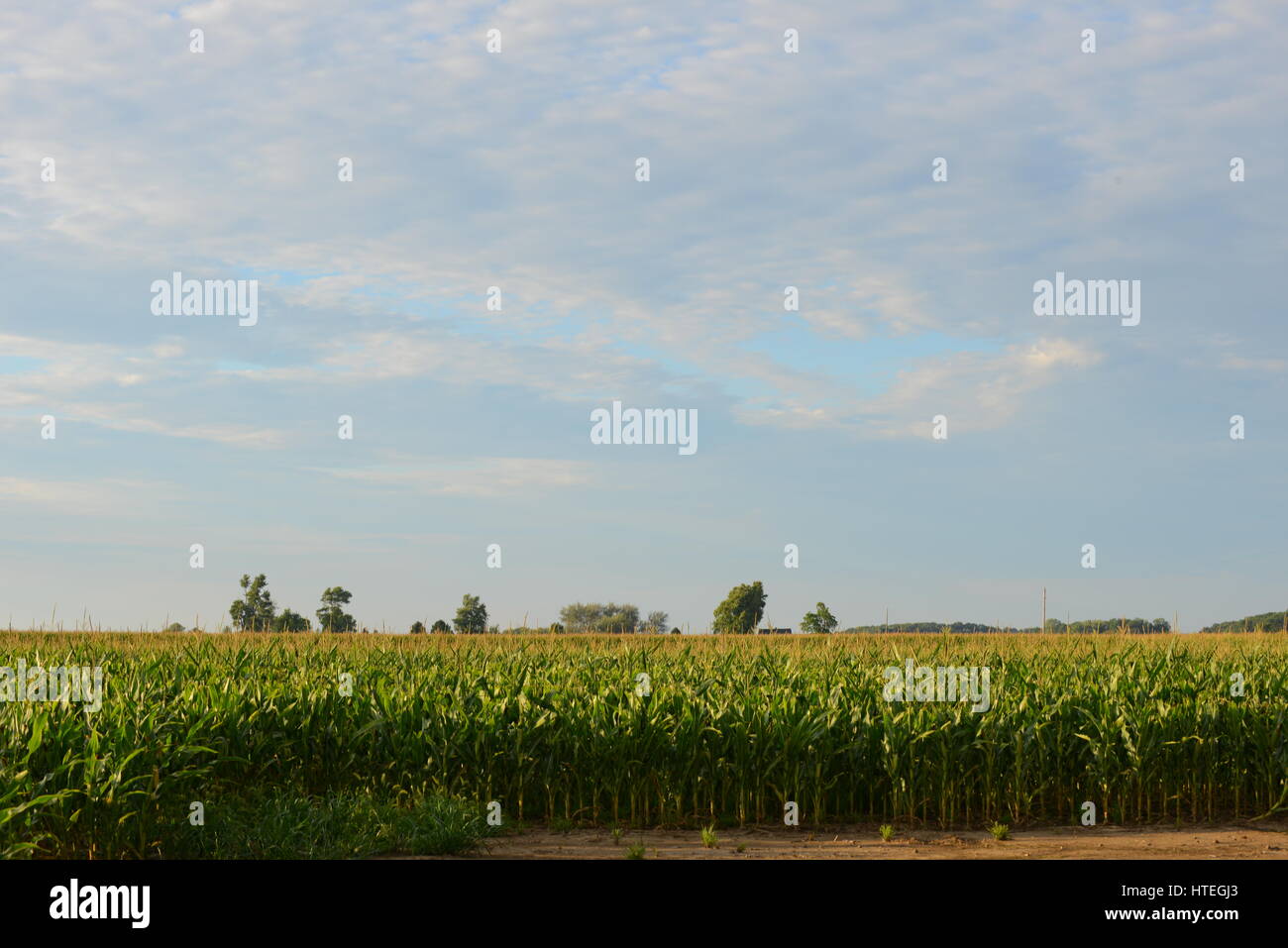field of growing farmers corn Stock Photo Alamy