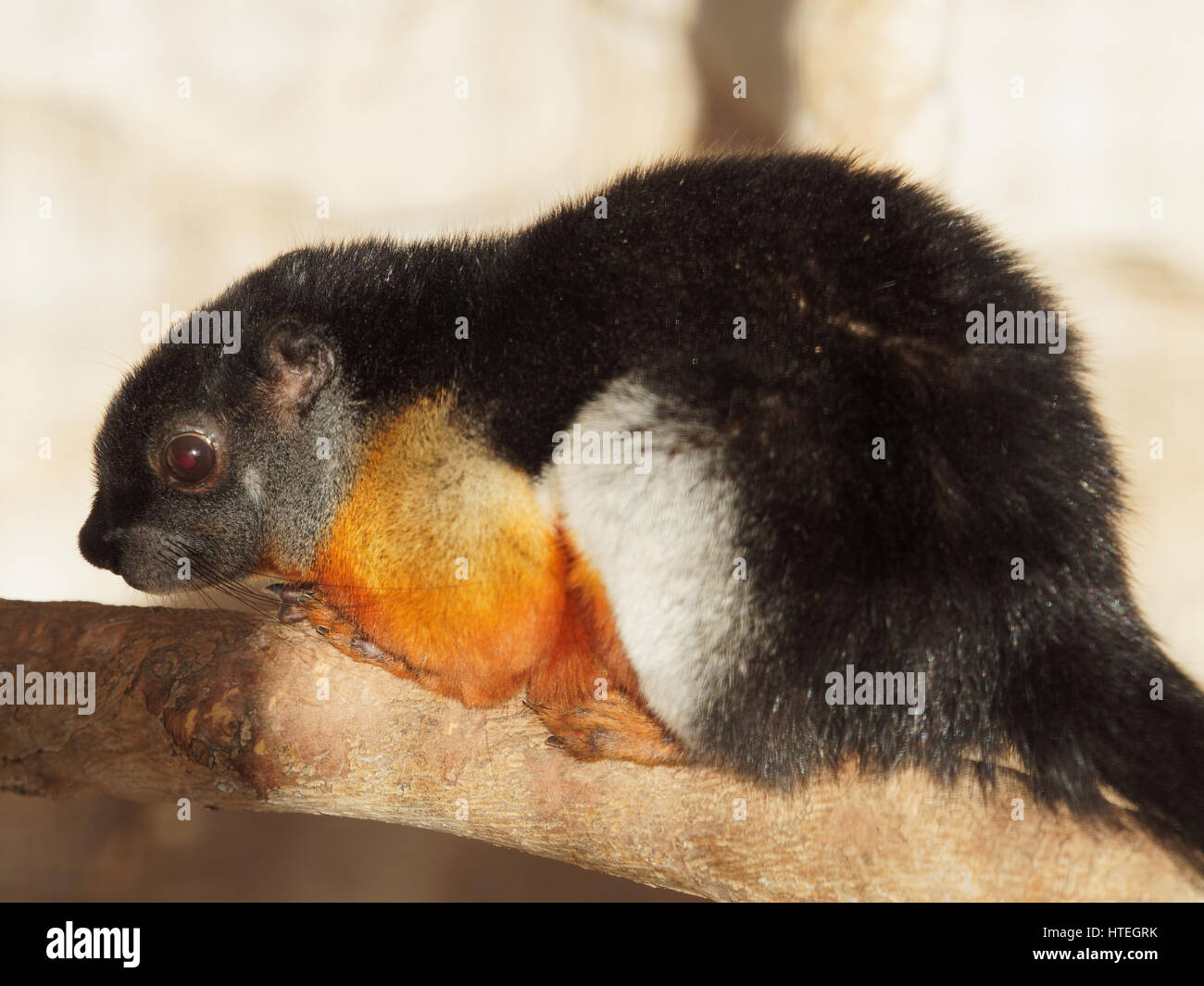 Prevost's Squirrel, Callosciurus prevosti Stock Photo Alamy