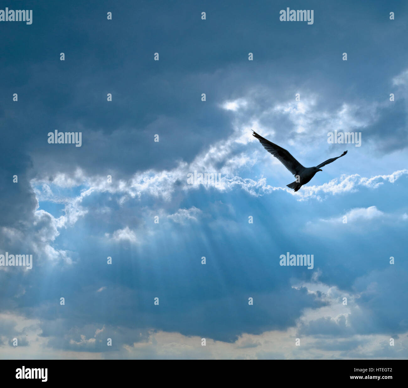 bird against cloudy sky with sun rays Stock Photo