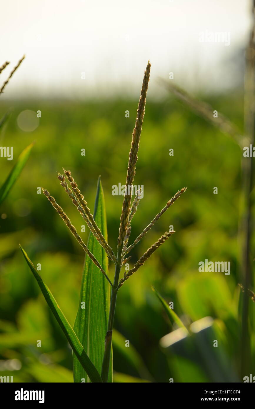 closeup corn tassels Stock Photo Alamy