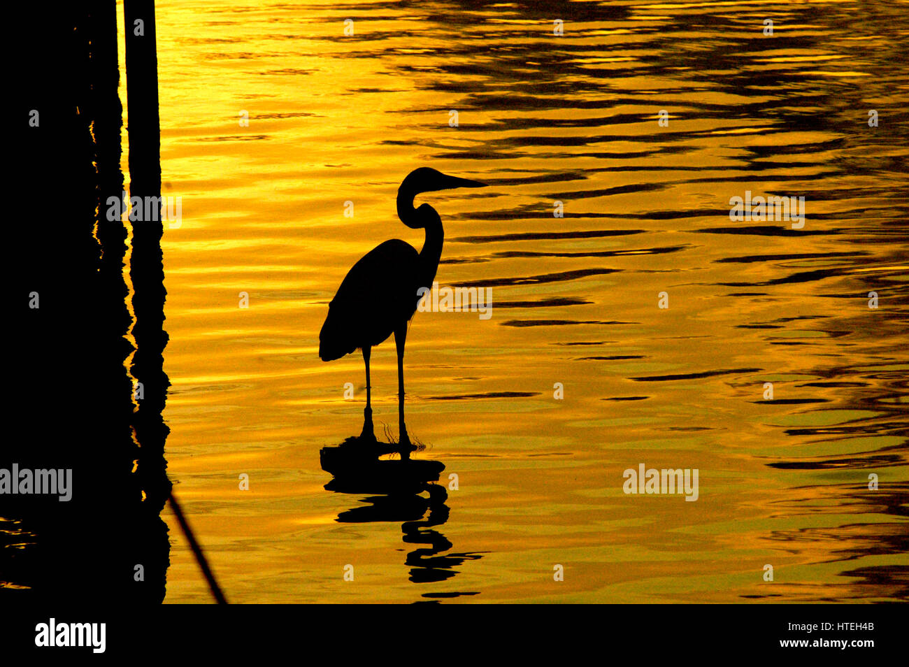 crane bird  in water  against golden sun Stock Photo