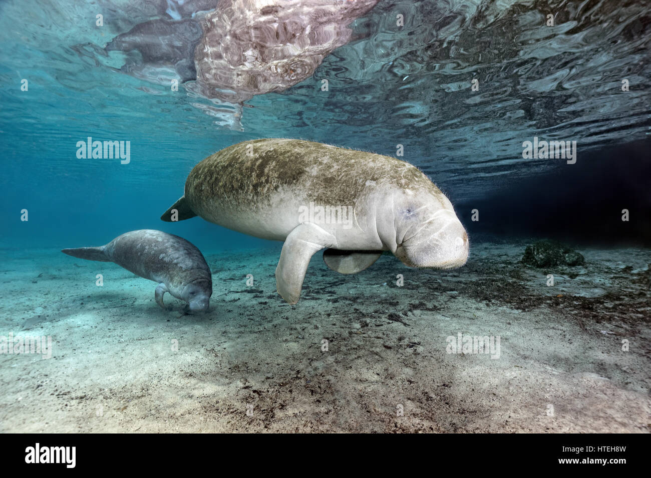 West Indian manatees (Trichechus manatus), mother, cow and calf, Three Sisters Springs, manatee sanctuary, Crystal River Stock Photo