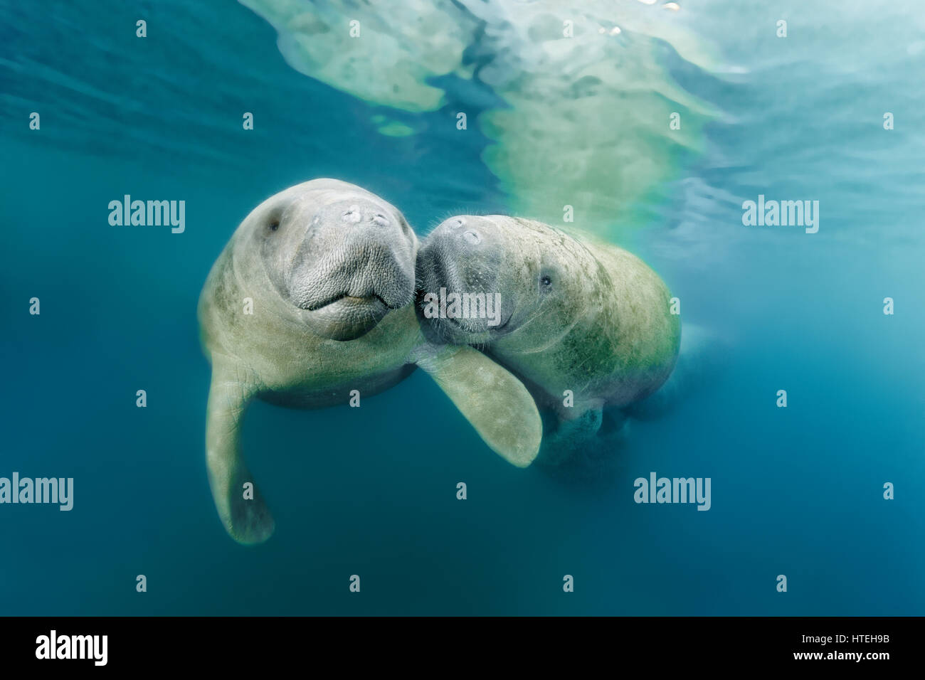 Two West Indian manatees (Trichechus manatus), couple, Three Sisters Springs, manatee sanctuary, Crystal River, Florida, USA Stock Photo
