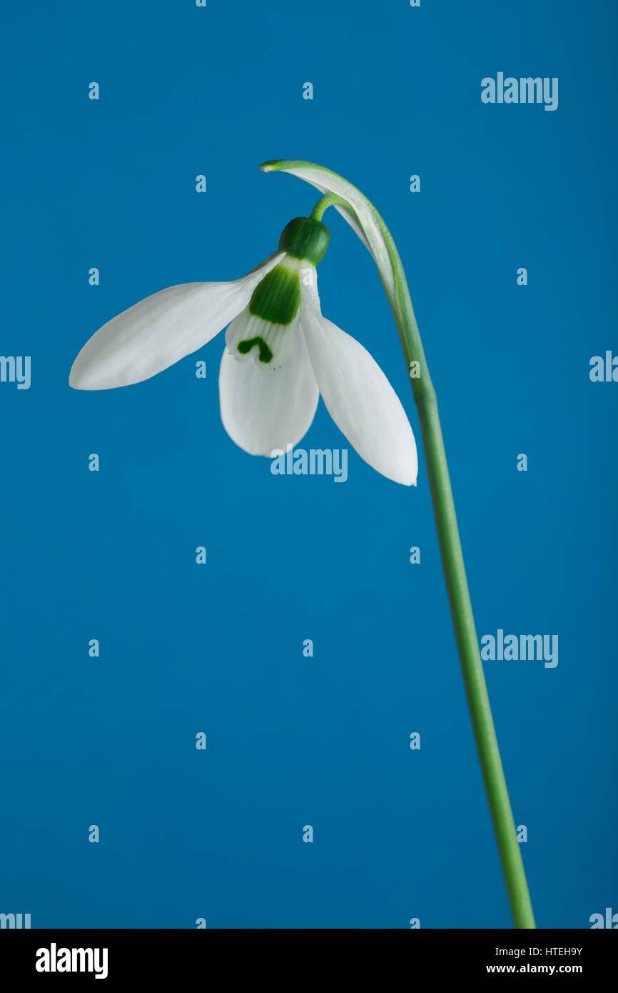 Snowdrop (Galanthus) against blue sky, Germany Stock Photo