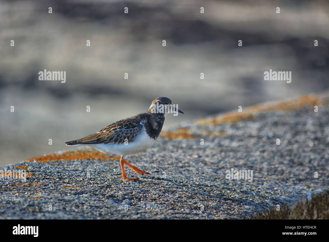 oiseau gravelot . Stock Photo