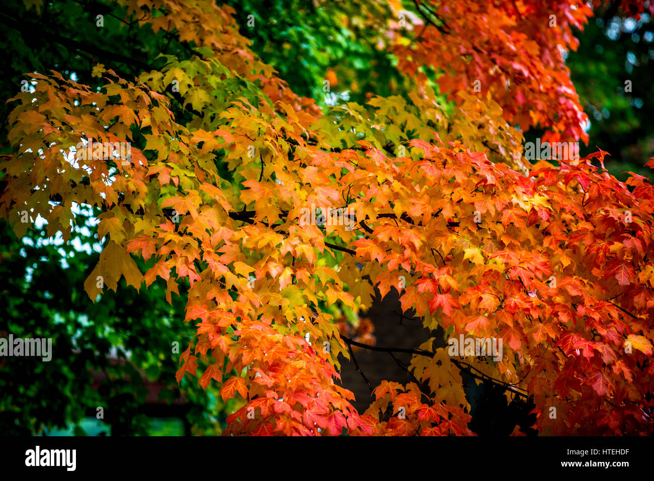 fall trees Stock Photo