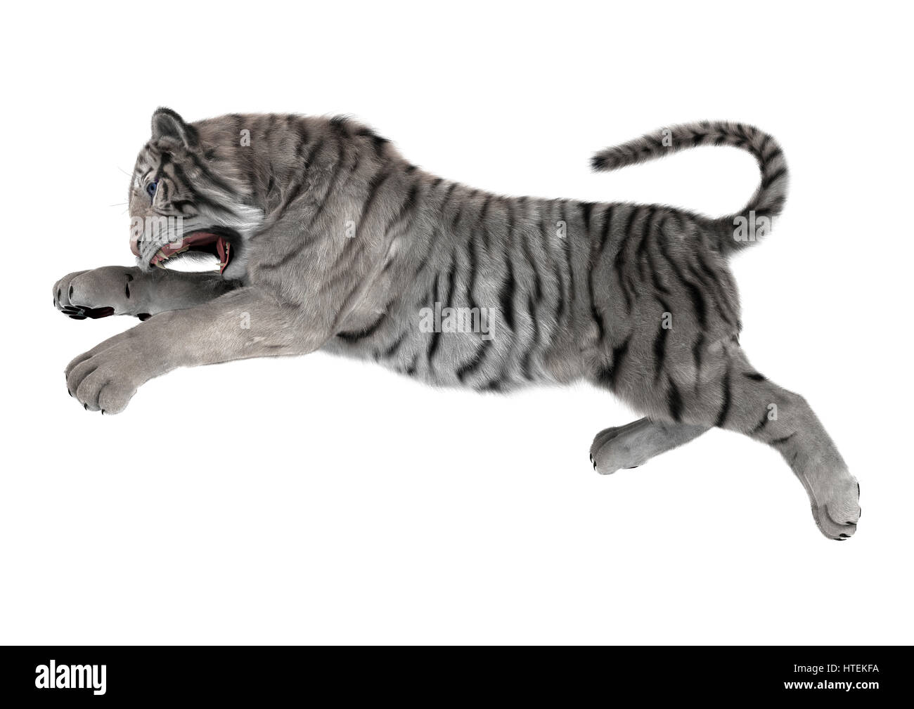 3D rendering of a white tiger jumping isolated on white background