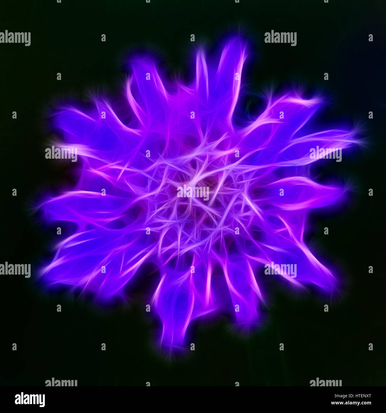 Neon purple flower on a dark background. Abstract flower built with using fractals Stock Photo