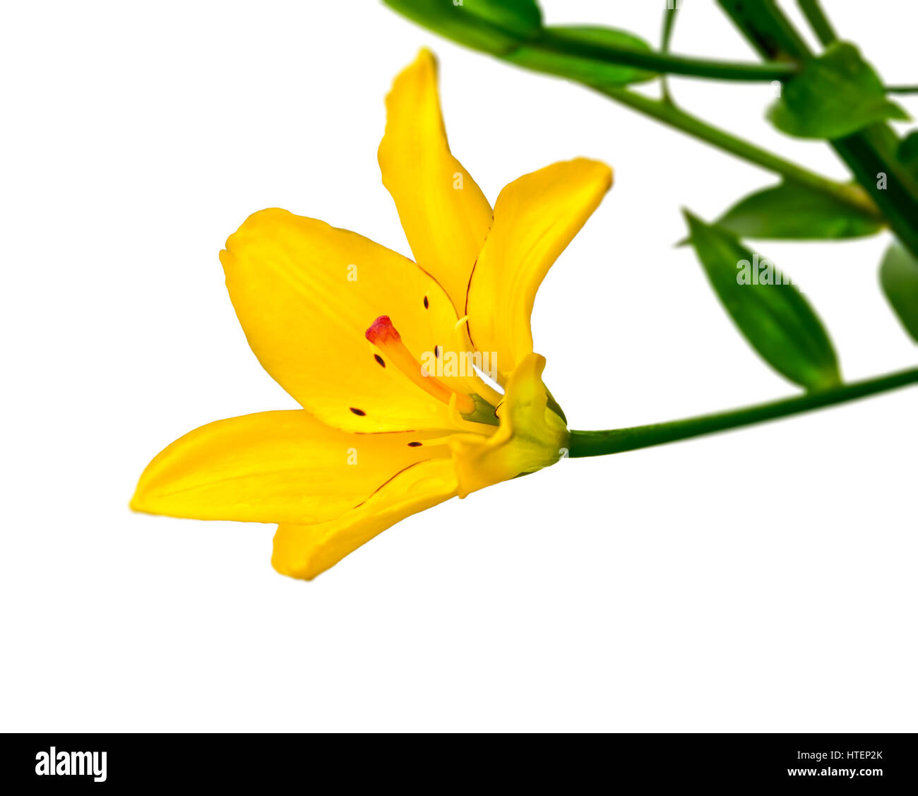Yellow lily flower on a white background Stock Photo - Alamy