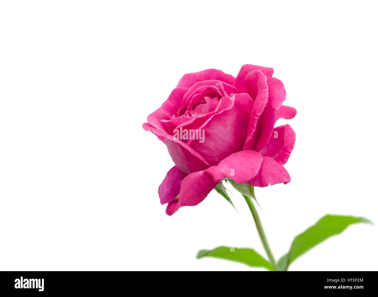 Pink rose isolated on white background , there are pictures of this series Stock Photo