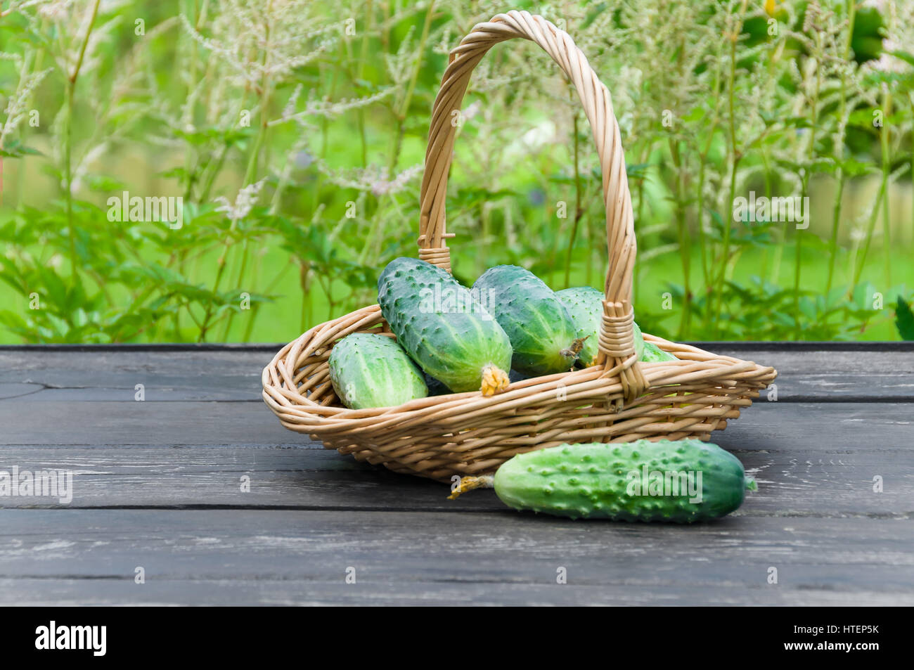 Cucumbers in a basket on  background of nature Stock Photo