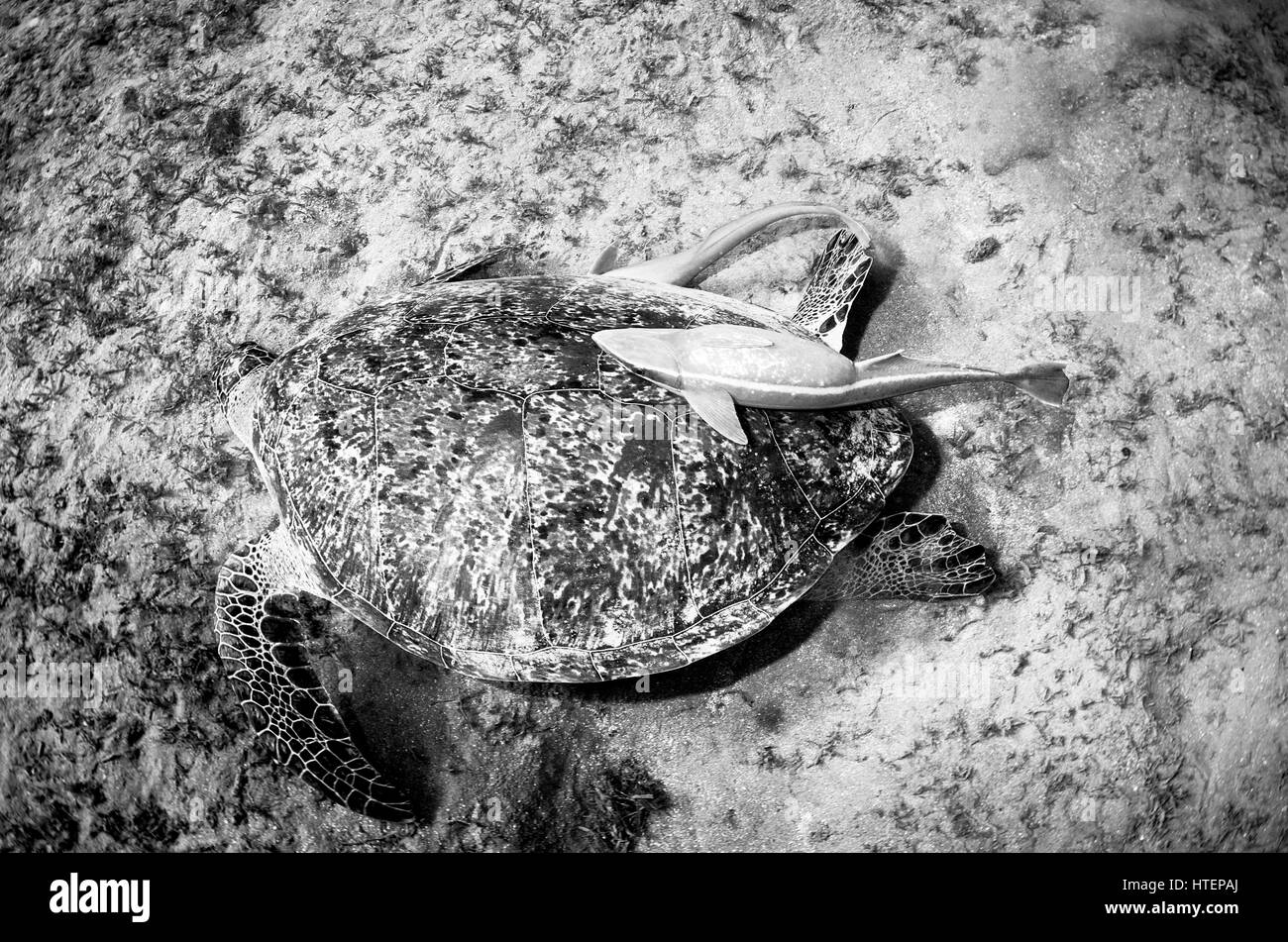 Turtle eating fish hires stock photography and images Alamy
