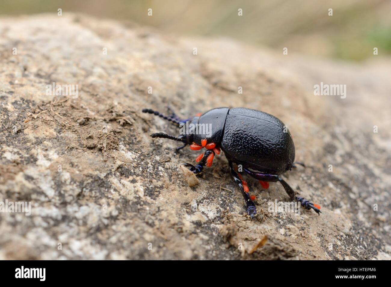 Bloody-nosed beetle (Timarcha cyanescens) with several phoretic mites attached walking over a boulder, Asturias, Spain, August. Stock Photo