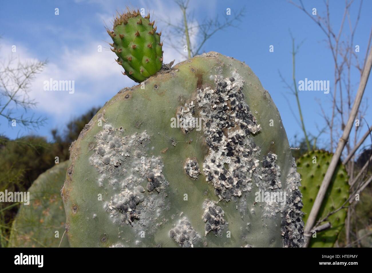 Dense colony of Cochineal insect (Dactylopius coccus) scale insects from which the red dye cochineal is extracted on Prickly pear cactus, Gran Canaria Stock Photo