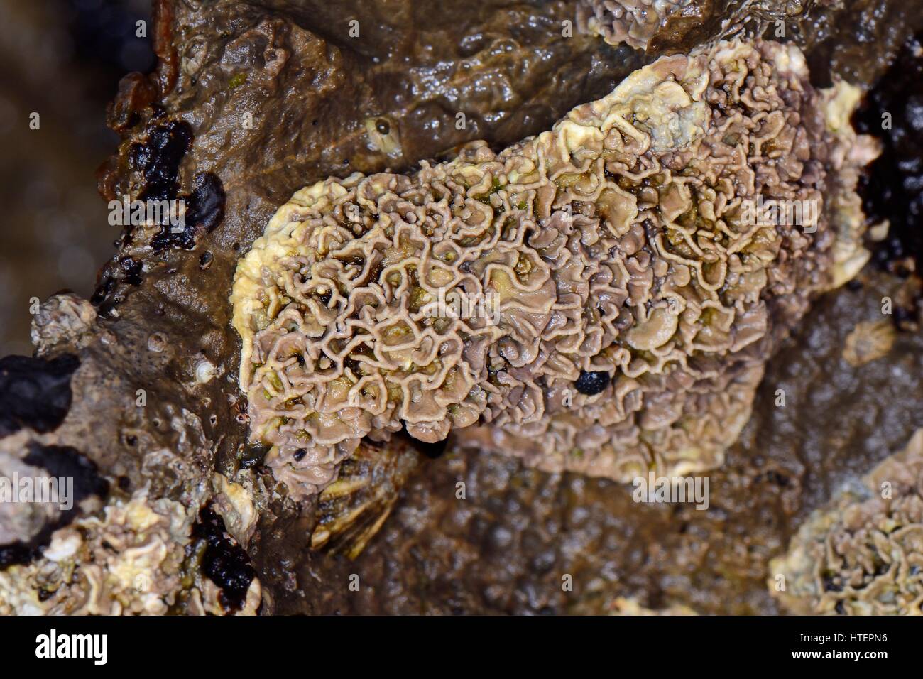 Coralline crust (Lithophyllum tortuousum) an encrusting coralline red algae growing on intertidal rocks exposed at low tide, Asturias, Spain, August. Stock Photo