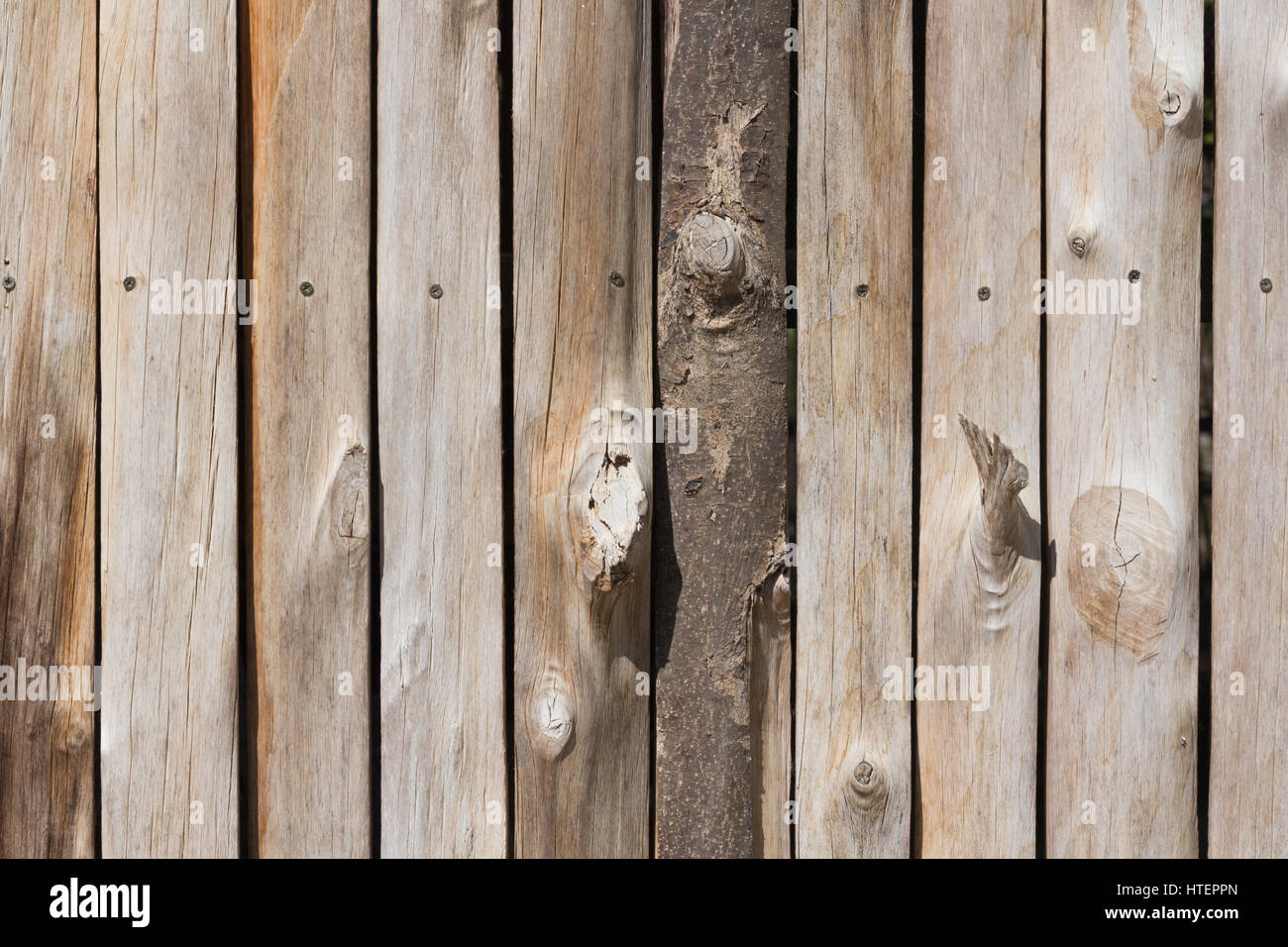 rustic weathered barn wood background with knots and nail holes Stock Photo
