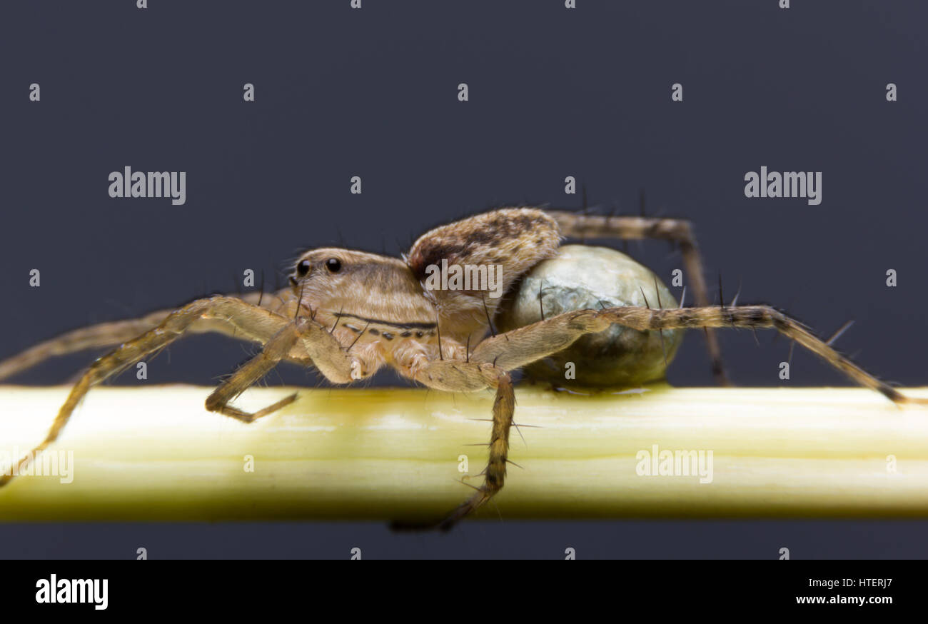 Pregnant Spider Hi res Stock Photography And Images Alamy pregnant-spider-hi-res-stock-photography-and-images-alamy
