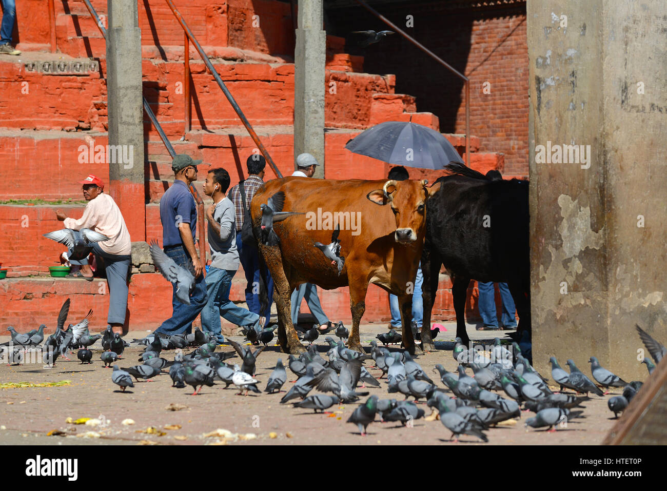 Sacred cow in nepal High Resolution Stock Photography and Images - Alamy