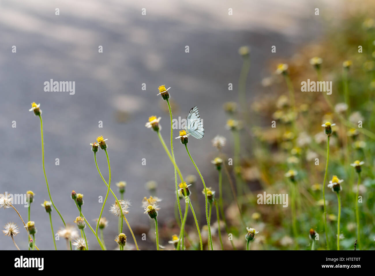Grassy flower-Coldenia procumbens Linn Stock Photo
