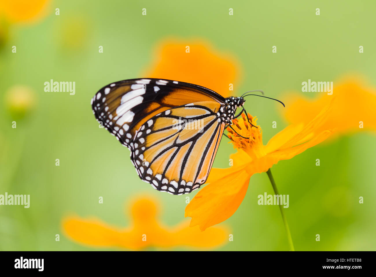 Monarch butterfly seeking nectar on a flower Stock Photo - Alamy