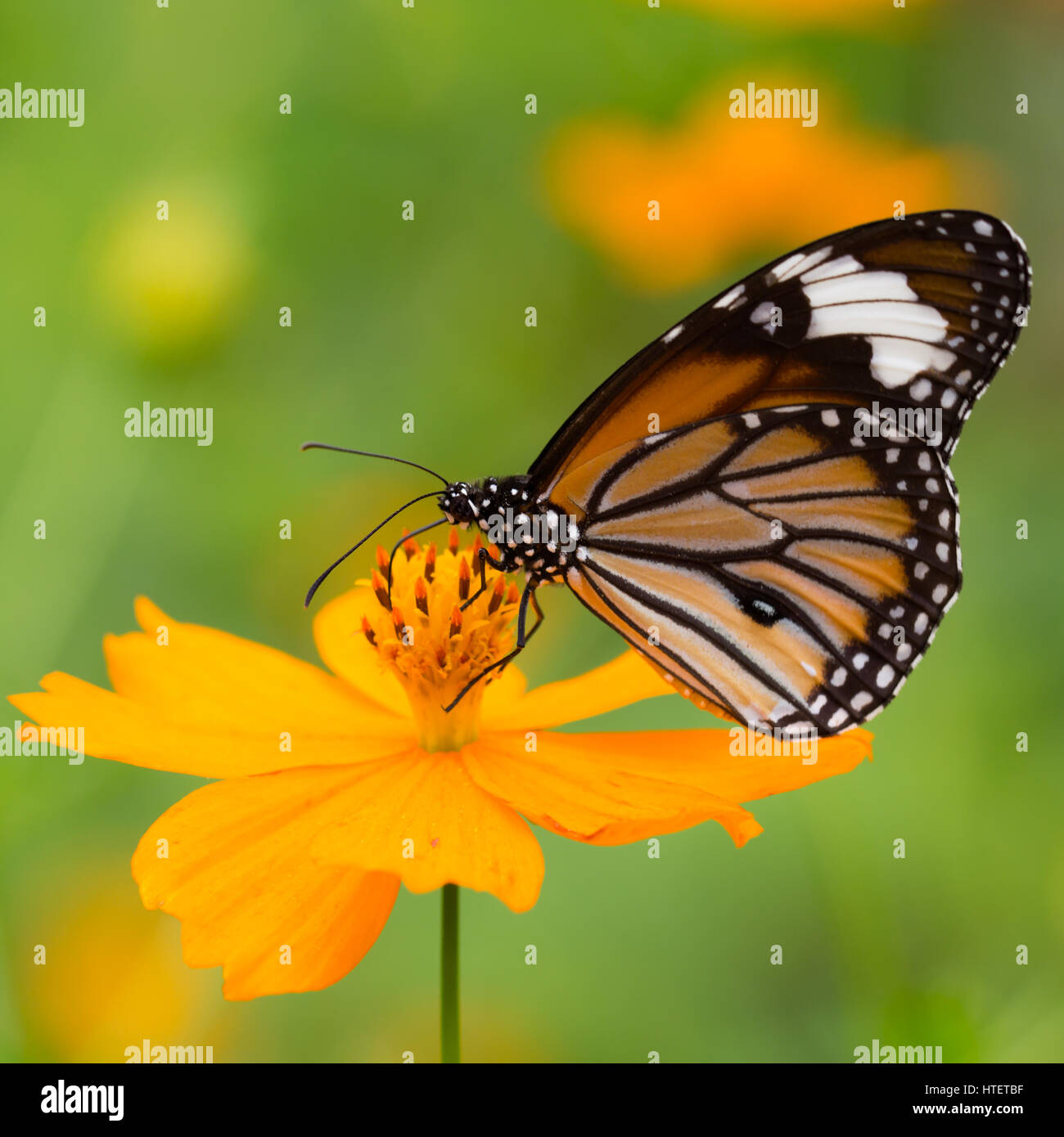 Monarch butterfly seeking nectar on a flower Stock Photo - Alamy