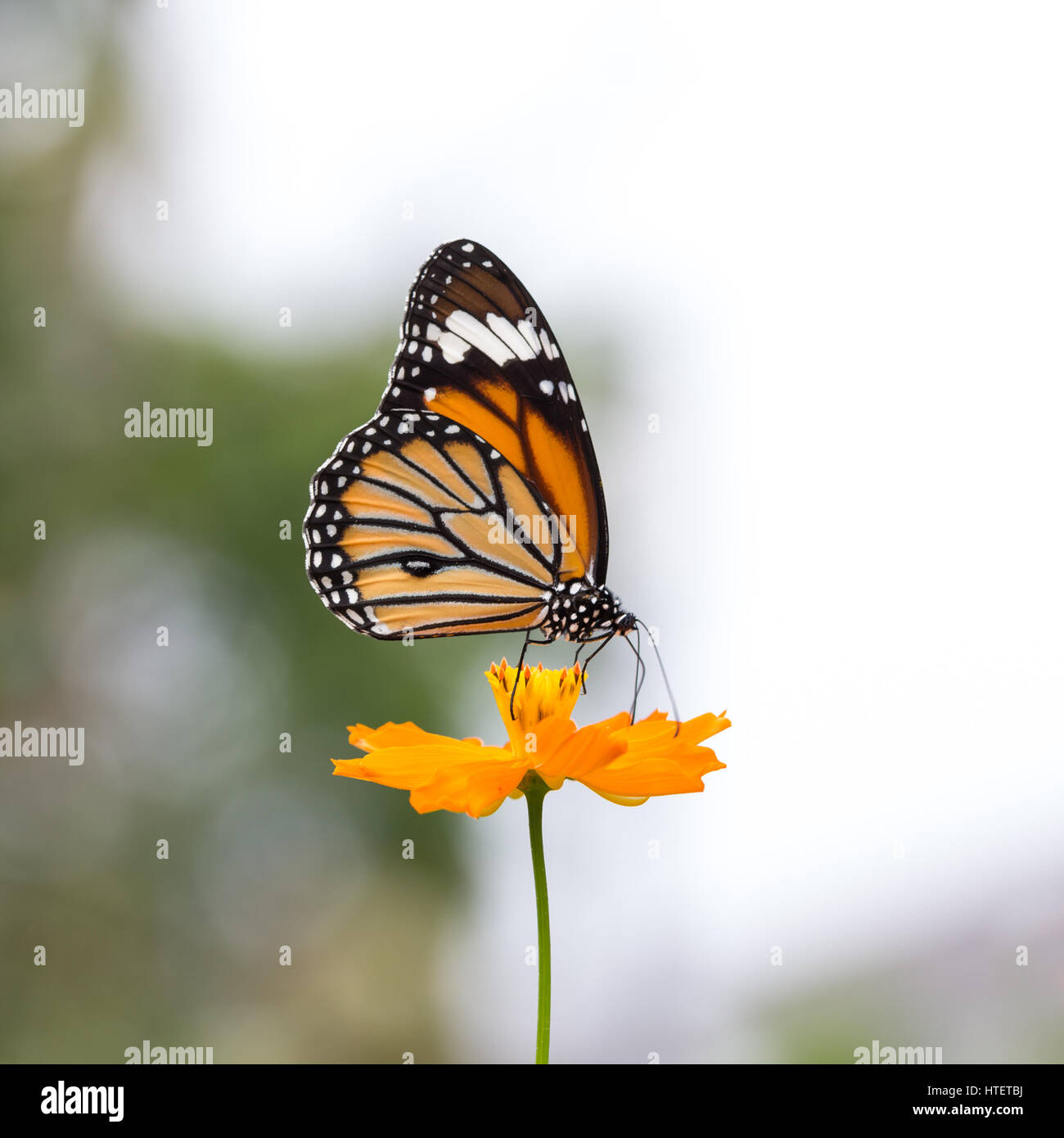 Monarch butterfly seeking nectar on a flower Stock Photo - Alamy