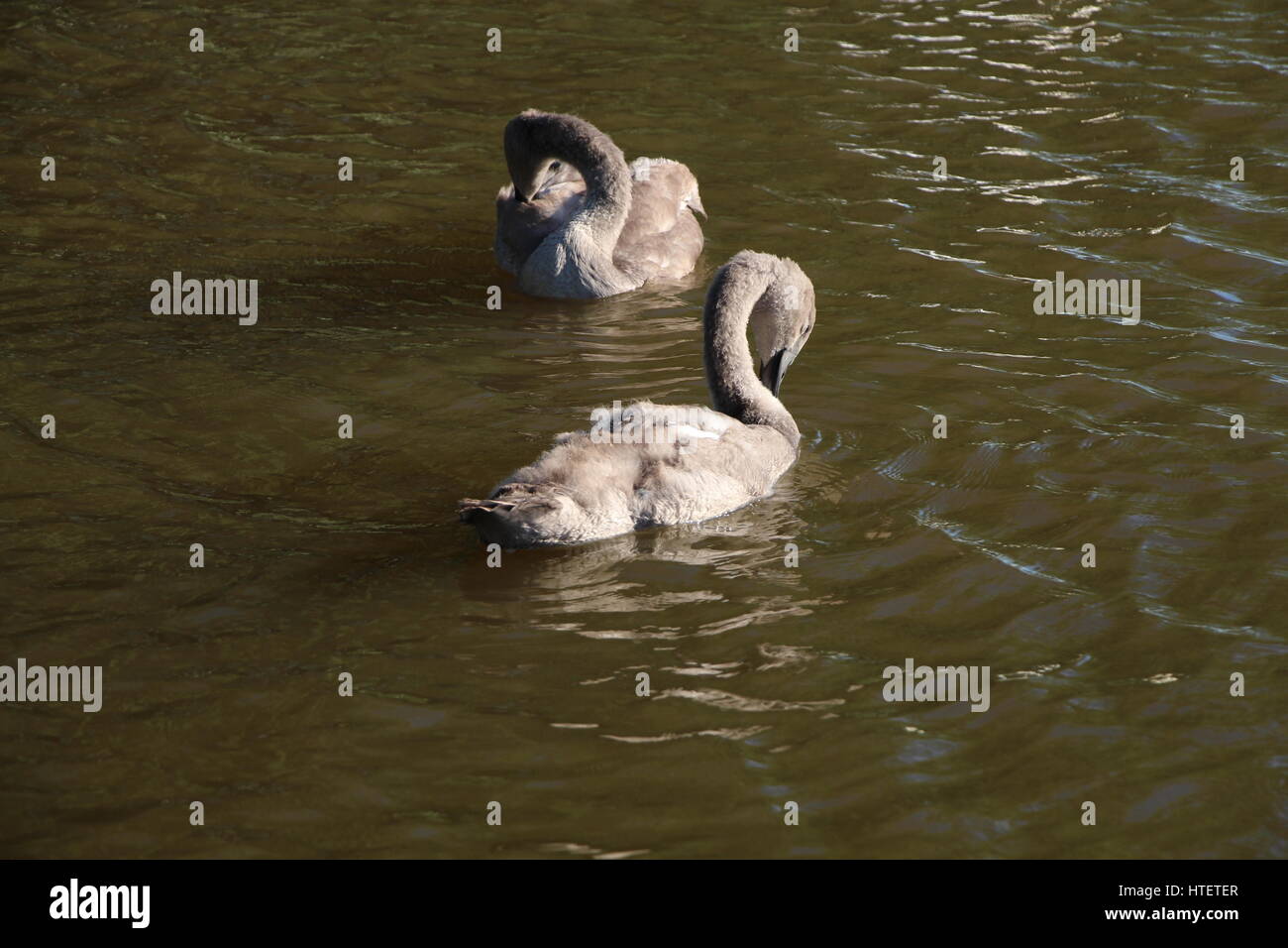 Two cygnets (juvenile swans) in Prague are self-grooming (preening) - they are so young that they still have grey feathers Stock Photo