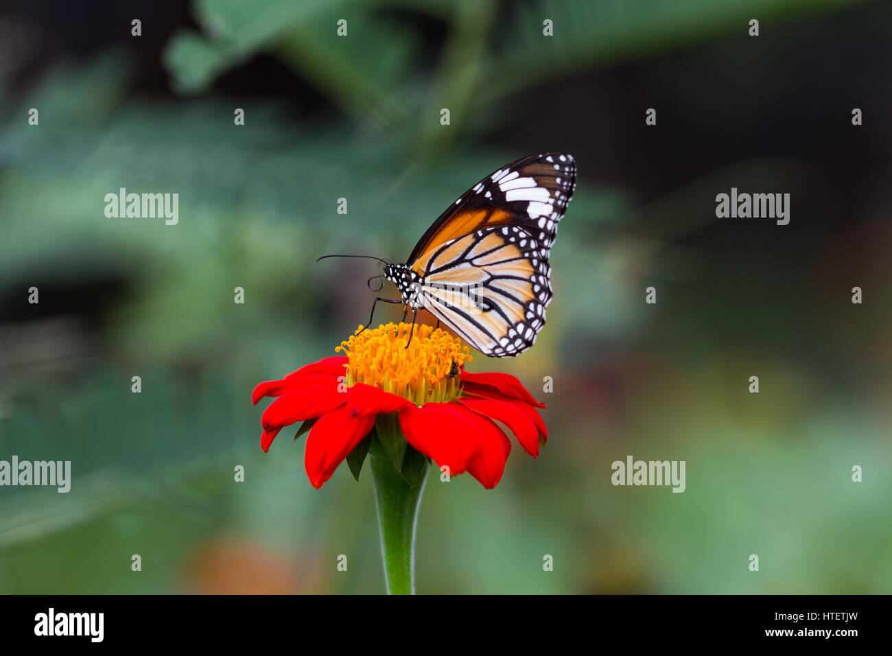 Monarch Butterfly on a Mexican Sunflower Stock Photo Alamy