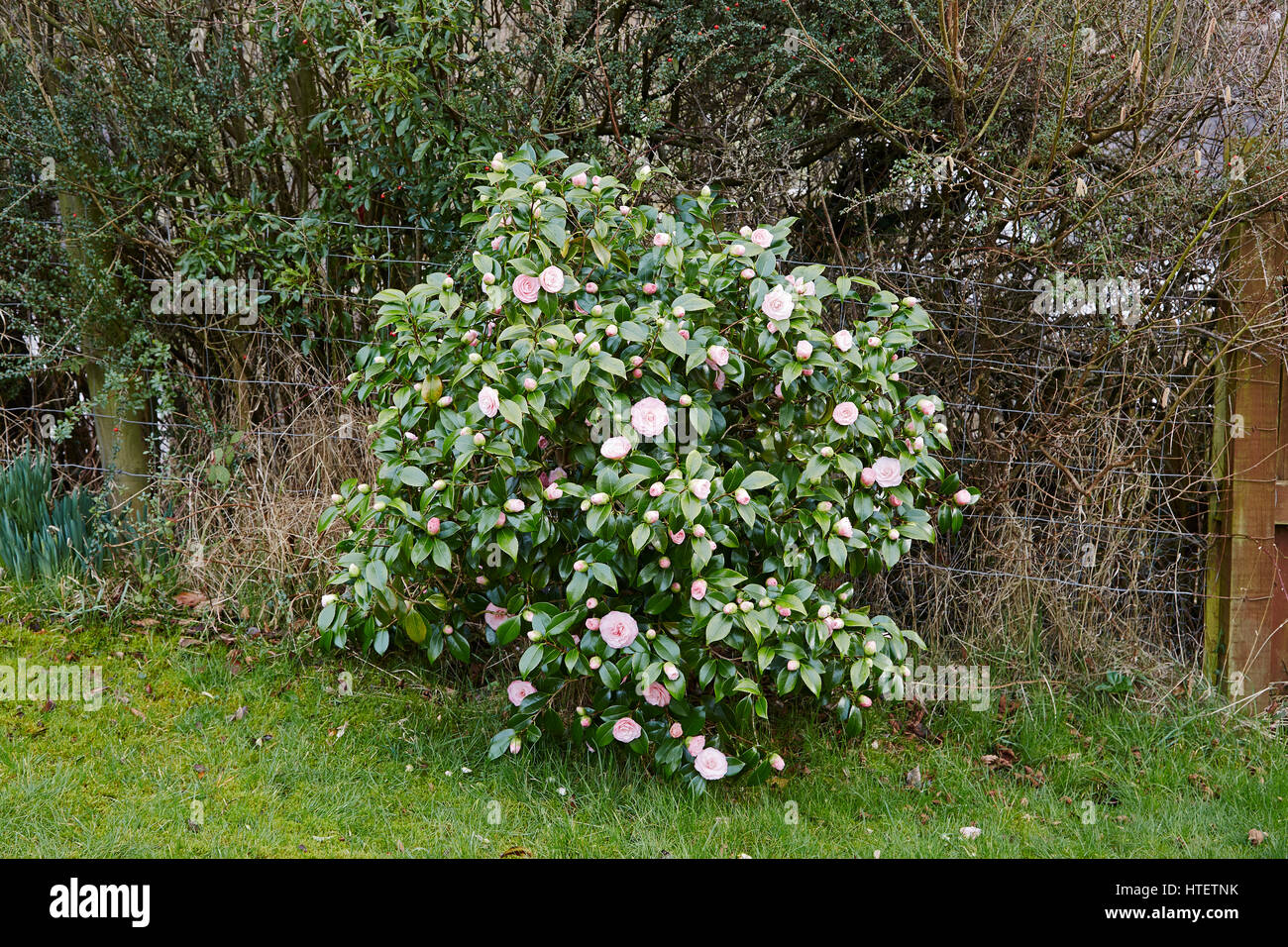 A Pink  Camellia japonica bush showing double pink flowers in a garden setting Stock Photo