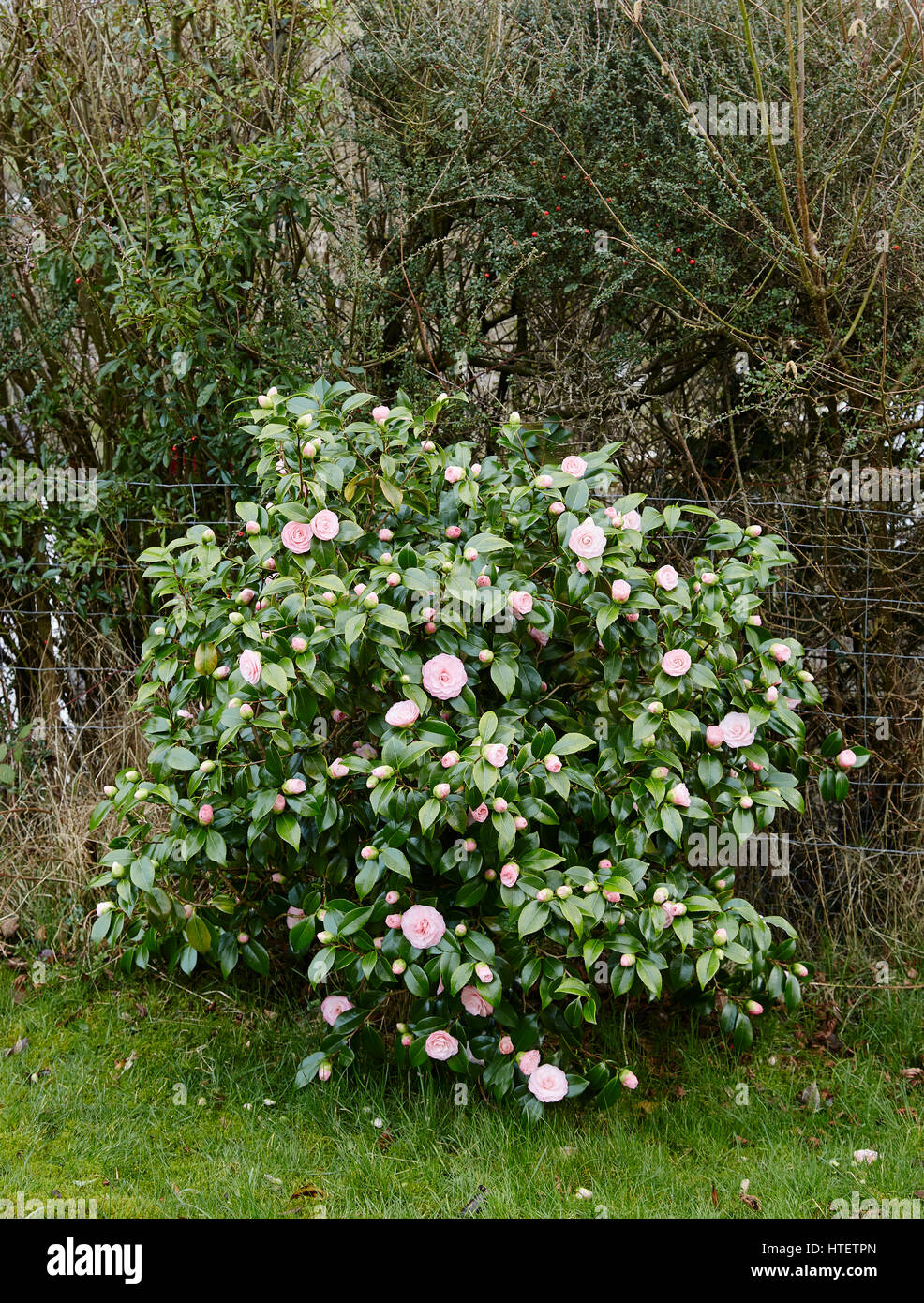 A Pink  Camellia japonica bush showing double pink flowers in a garden setting Stock Photo