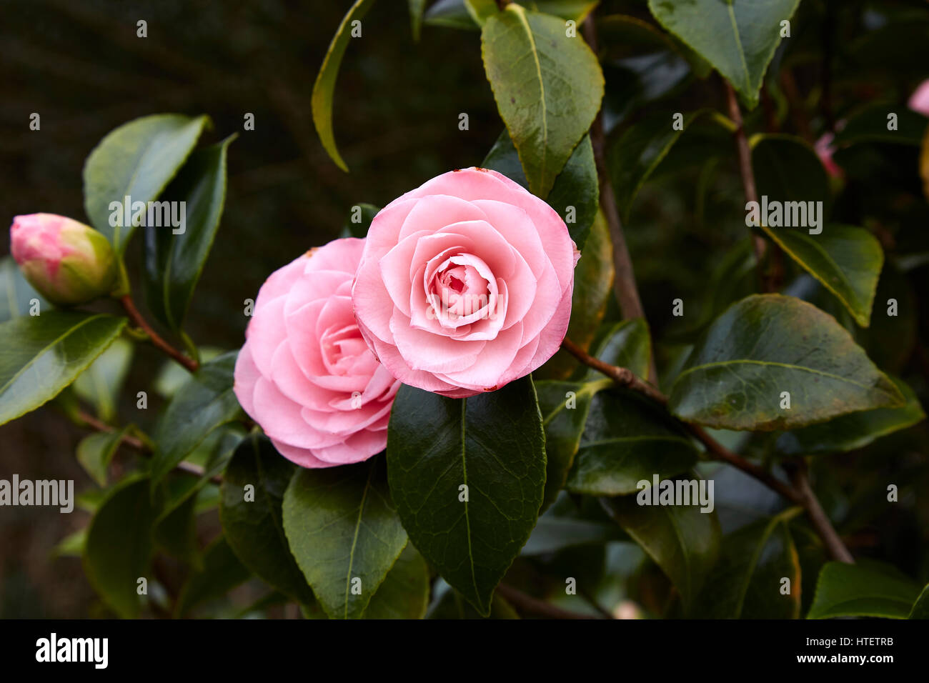 Two pink double flowers of Camellia japonica on a bush Stock Photo