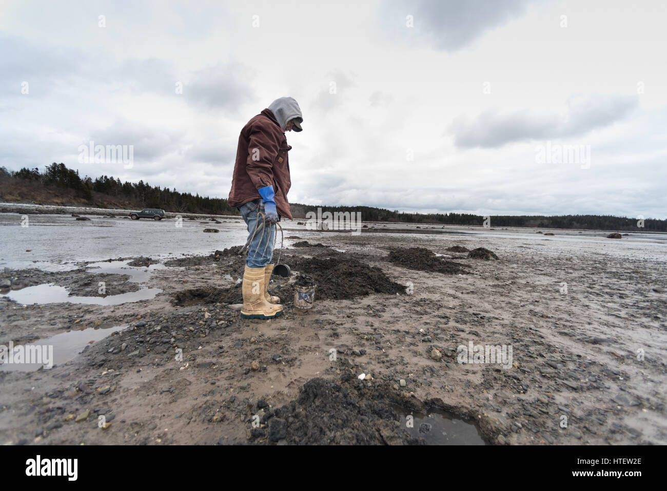 Digging clams at low tide in winter. Cutler, Maine Stock Photo Alamy