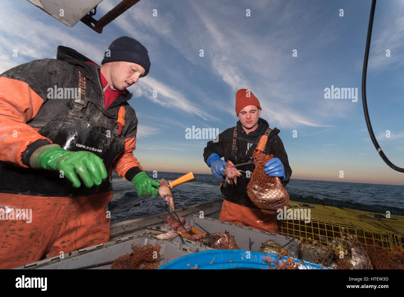 Lobster sternmen fill bait bags with herring and bait irons with