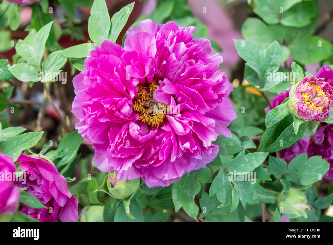 Pink peony in the garden Stock Photo - Alamy
