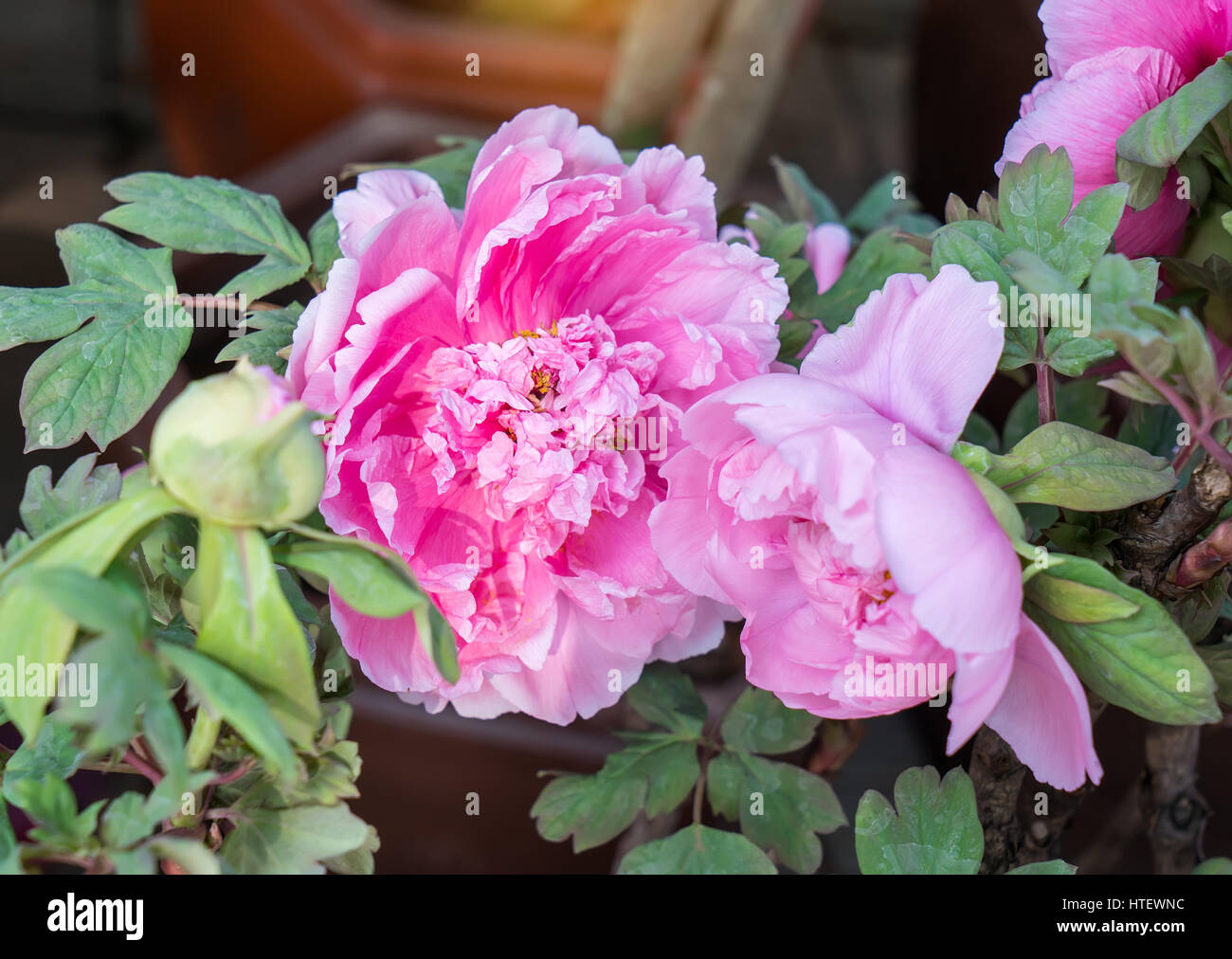 Pink peony in the garden Stock Photo - Alamy
