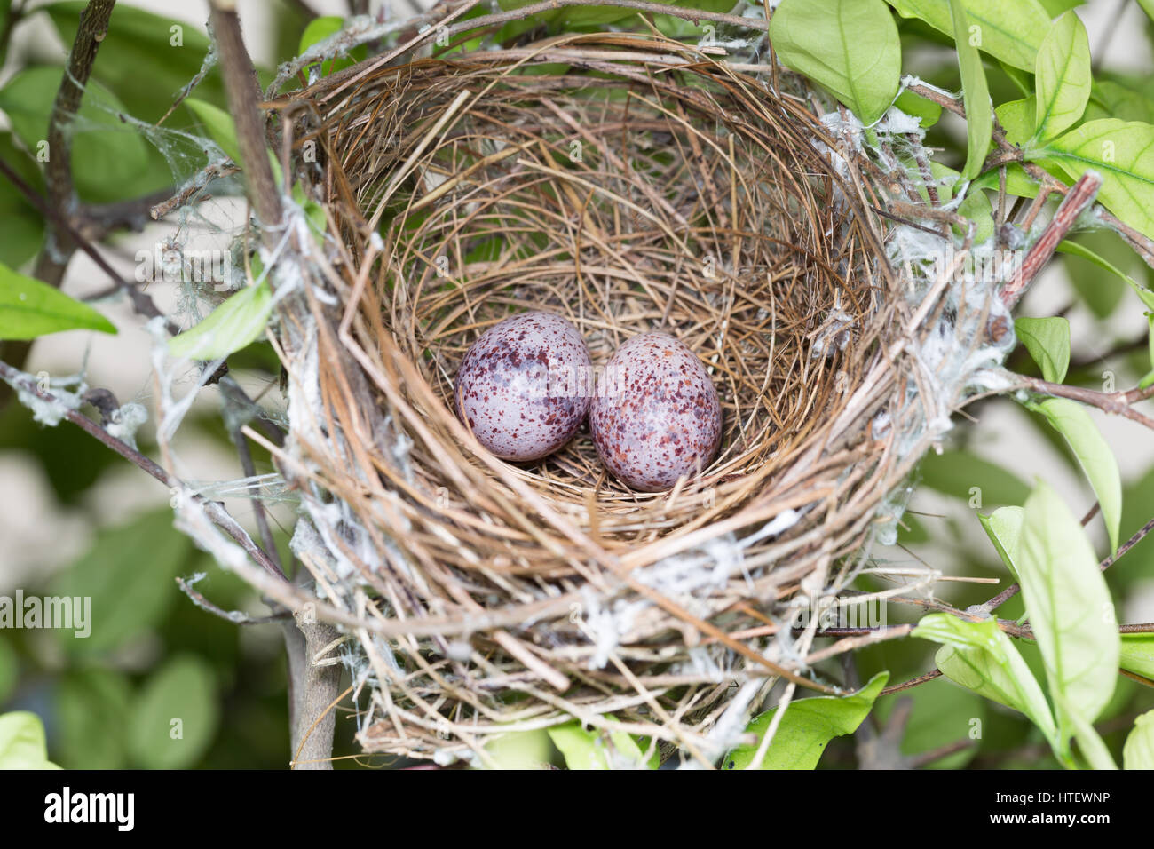Bird nest on branch with easter eggs for Easter Stock Photo - Alamy