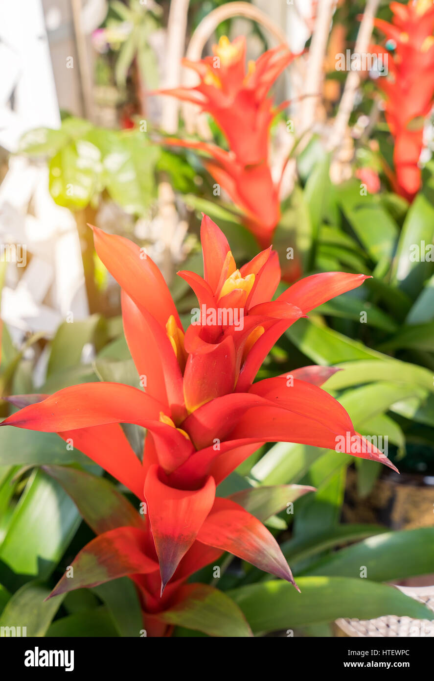 red color of Guzmania flower in garden. Stock Photo