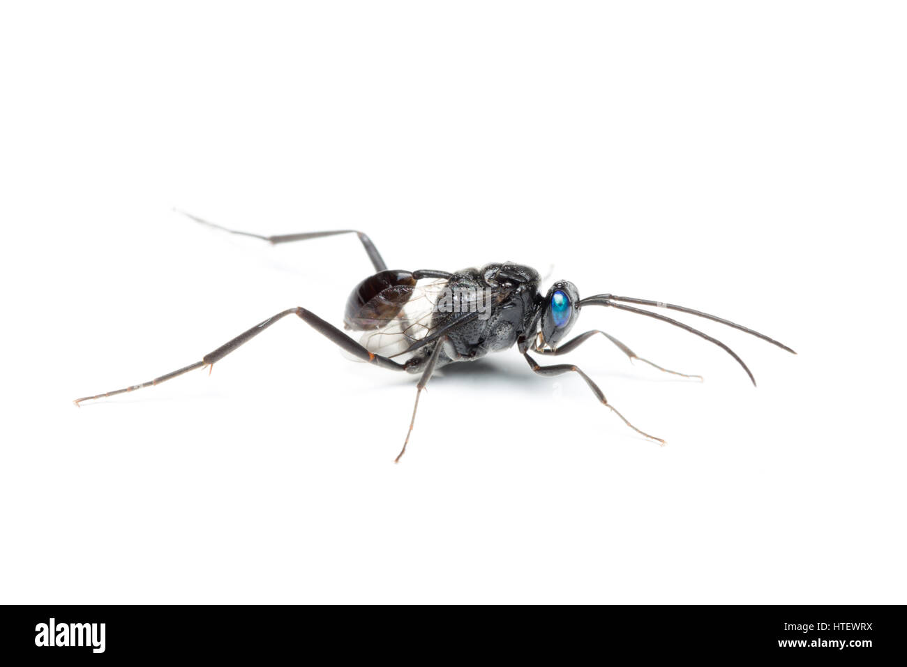 insect on white background, blue eyes Stock Photo Alamy